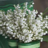 Convallaria majalis 