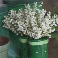 Convallaria majalis 