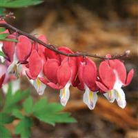 Dicentra spectablis Valentine