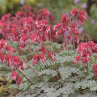 Dicentra Burning Heart