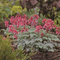 Dicentra Burning Heart