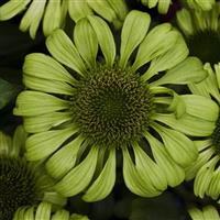 Echinacea purpurea Green Jewel
