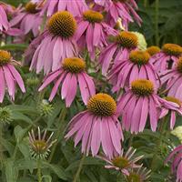 Echinacea purpurea Kims Knee High