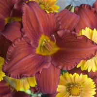 Hemerocallis Apache