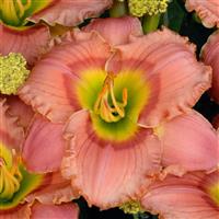 Hemerocallis Elegant Candy