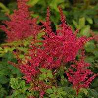 Astilbe Younique Carmine