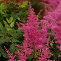 Astilbe Younique Lilac