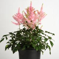 Astilbe Younique Salmon