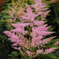Astilbe Younique Silvery Pink