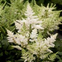Astilbe Younique White