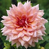 Dahlia Ottos Thrill