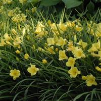 Hemerocallis Happy Returns