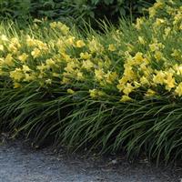 Hemerocallis Happy Returns