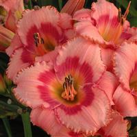 Hemerocallis Strawberry Candy