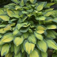 Hosta Pauls Glory