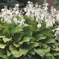 Hosta Royal Standard