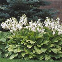 Hosta Royal Standard