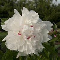 Paeonia lactiflora Festiva Maxima