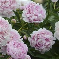 Paeonia lactiflora Sarah Bernhardt
