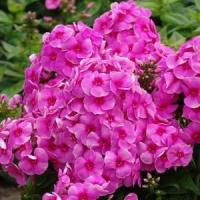 Phlox paniculata Top Shelf Cosmopolitan