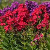 Phlox paniculata Top Shelf Grenadine Dream
