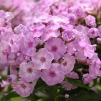 Phlox paniculata Top Shelf Pink Lady