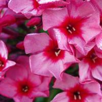 Phlox paniculata Top Shelf Red Caribbean