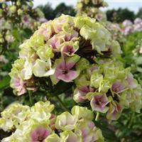 Phlox paniculata Top Shelf Sherbet Cocktail