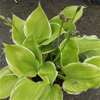 Hosta Winter Snow