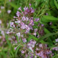 Buddleia Flutterby Flow<sup>®</sup> Mauve Pink