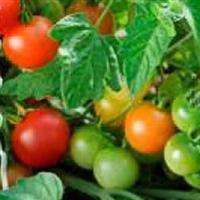 Terenzo Tomato