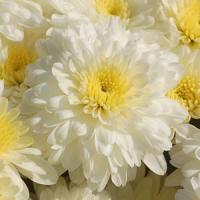 Aspen White Garden Mum