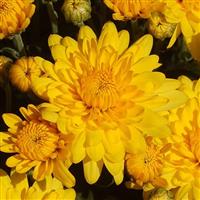 Sundance Yellow Garden Mum