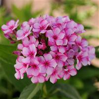 Phlox paniculata Neon Flare