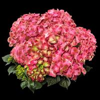 Green Lips Hydrangea macrophylla