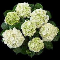 Ice Girl Hydrangea macrophylla