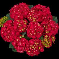 Speedy Red Improved Hydrangea macrophylla