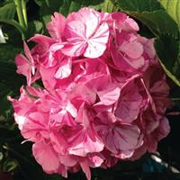 Hydrangea macrophylla Sweet Fantasy