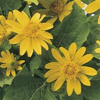 Melanie Melampodium paludosum