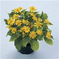 Melanie Melampodium paludosum