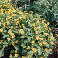 Melanie Melampodium paludosum
