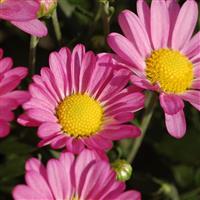 Amphion Lavender Purple Garden Mum