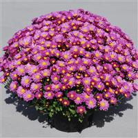 Amphion Lavender Purple Garden Mum