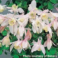 Aquilegia Cameo Blush