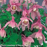 Aquilegia Cameo Pink White