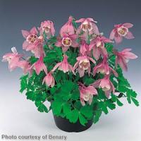 Aquilegia Cameo Pink White