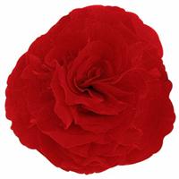 Fortune Deep Red Begonia