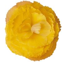 Fortune Golden Shades Begonia