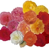 Fortune Mix Begonia