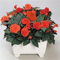 Fortune Orange Shades Begonia
